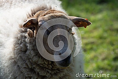 Animal collection, young and old sheeps grazing on green meadows on Haspengouw, Belgium in spring Stock Photo