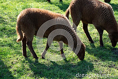 Animal collection, young and old sheeps grazing on green meadows on Haspengouw, Belgium in spring Stock Photo