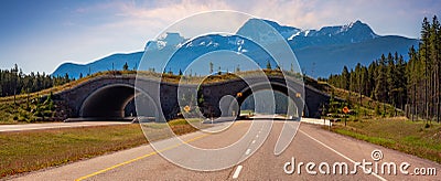 Animal crossing bridge across Trans-Canada Highway in Banff Stock Photo