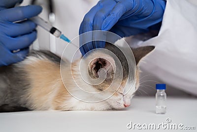 The animal doctor puts a vaccine in the withers of a sleepy kitten. There is a glass ampoule with the drug next to it Stock Photo