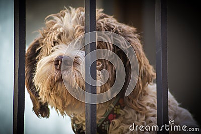 Animal domestic dogs Stock Photo