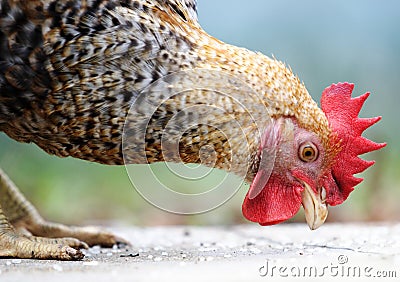 The animal, the domesticated fowl, Stock Photo