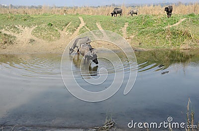 Animal Drinking Water in Pound India Stock Photo