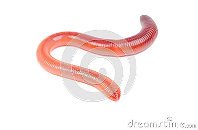 Animal earth worm Stock Photo