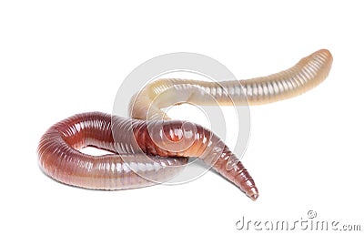 Animal earth worm isolated Stock Photo