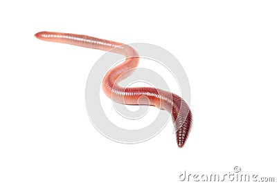 Animal earth worm isolated on white Stock Photo