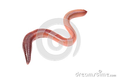 Animal earth worm Stock Photo