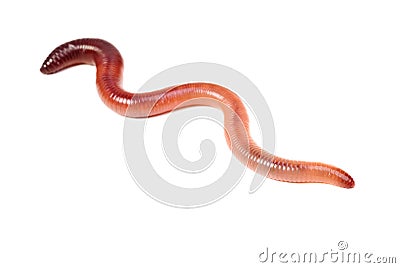 Animal earth worm isolated on white Stock Photo