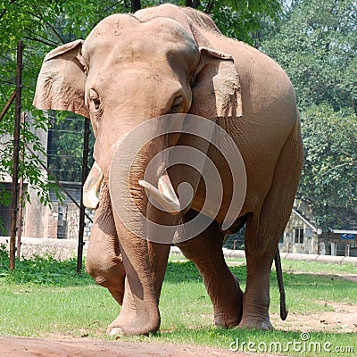 Animal elephant Stock Photo