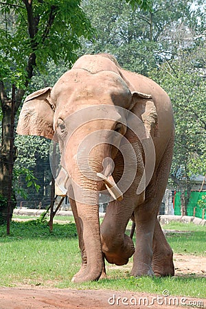 Animal elephant walking Stock Photo