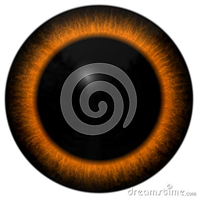 Animal eye orange and brown color Stock Photo