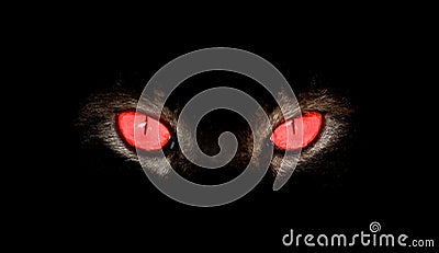 Animal eyes stare at something in black Stock Photo