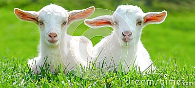 Animal farm background - Two cute baby goats are sitting on a green meadow Stock Photo