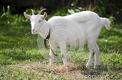 Animal Farm - Goat Stock Photo
