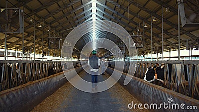 Animal farmer walking aisle cowshed rear view. Workers inspect cattle feedlots. Stock Photo