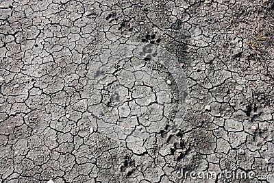 Animal feet sprints in dry ground Stock Photo