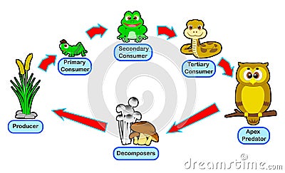 Animal food chain live circle Stock Photo