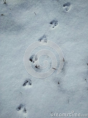 Animal footprints Stock Photo
