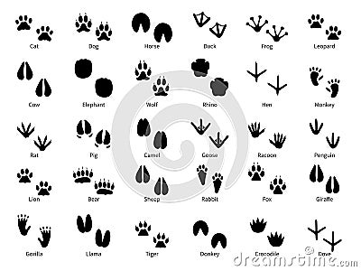 Animal footprints. Walking track animals paw with name, pets tracks, bird and wild animals trail, wildlife safari feet Vector Illustration