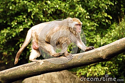 Animal - Formosan Macaque (Macaca cyclopis) Stock Photo