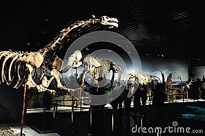 Animal fossils Editorial Stock Photo