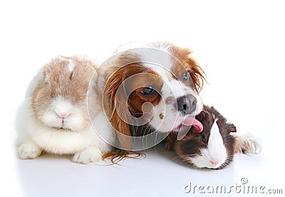 Animal friends. True pet friends. Dog rabbit bunny lop animals together on isolated white studio background. Pets love Stock Photo