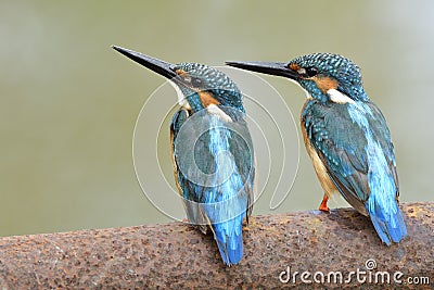 Animal friendship, pair of male Common kingfisher, beautiful blue bird with black beaks perching together on rusty tube in stream Stock Photo