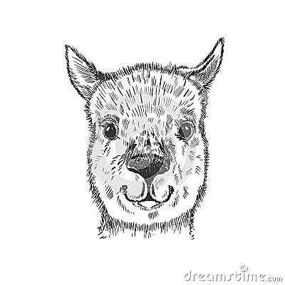 Animal head lama sketch graphic. Cute monochrome color, isolated in white background. Vector Illustration