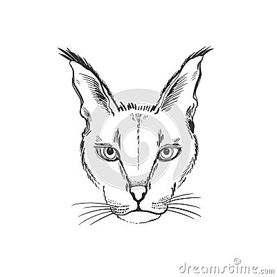 Animal head lynx sketch graphic. Cute monochrome color, isolated in white background. Vector Illustration