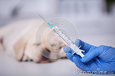 Animal healthcare professional hand holding syringe with vaccine for a small puppy dog in the background Stock Photo