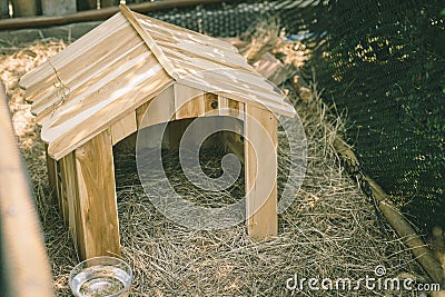 Animal home in the garden green grass, rabbit small wooden house cute for pets in backyard outdoor Stock Photo