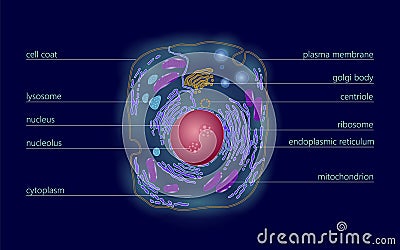 Animal human cell structure educational science. Microscope 3d eukaryotic nucleus organelle medicine technology analysis Vector Illustration