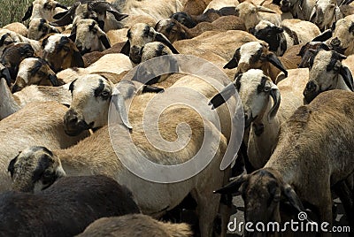 Animal husbandry- Goats rearing or goat farming Stock Photo