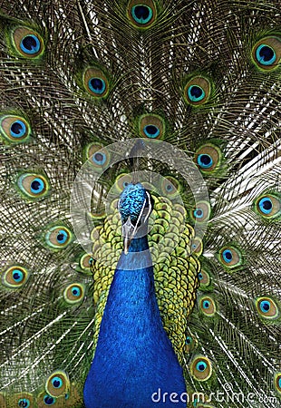 Animal - Indian Blue Peafowl (Pavo Cristatus) Stock Photo