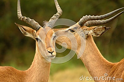 Animal interaction Stock Photo