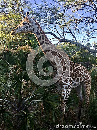 Animal kingdom jiraffe Editorial Stock Photo