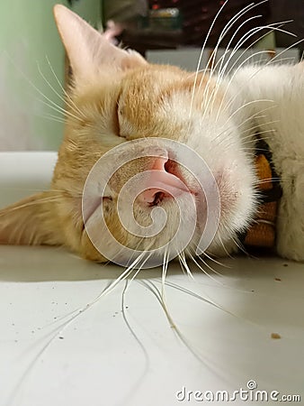 Picture of head of cat sleeping on desk Stock Photo