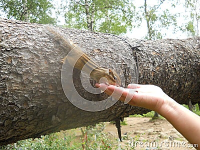 Animal Stock Photo