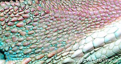 Animal lizard skin texture Stock Photo