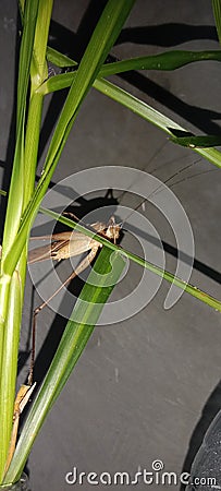 Animal locust leaf insect pest Editorial Stock Photo