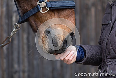 animal love - horse and horseman Stock Photo