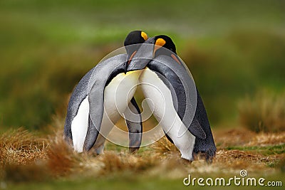 Animal love. King penguin couple cuddling, wild nature, green background. Two penguins making love. in the grass. Wildlife scene f Stock Photo