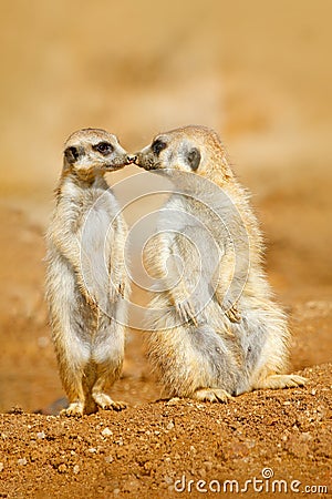 Animal love, kiss in nature. Animal family. Funny image from Africa nature. Cute Meerkat, Suricata suricatta, sitting on the stone Stock Photo