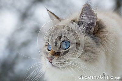 Animal lovers. Beautiful Siberian cat as a home pet. Stock Photo