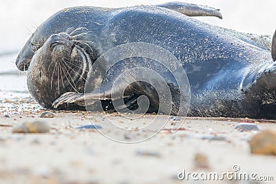 Animal lovers. Breeding pair of grey seals in passionate embrace Stock Photo