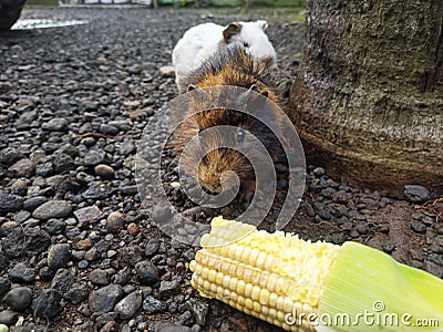 Animal mammalia cute mouse Stock Photo