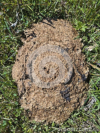 Dried cow dung in the meadow. Stock Photo