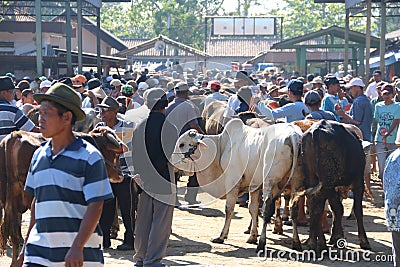 ANIMAL MARKET Editorial Stock Photo