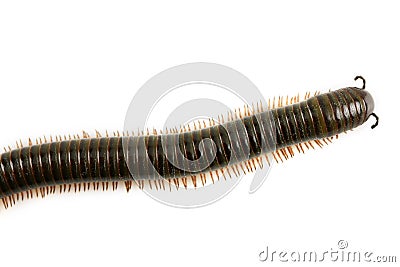 Animal millipede isolated on white background and empty area for text, Nature concept Stock Photo