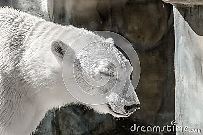 Animal muzzle of a large polar bear predator Stock Photo